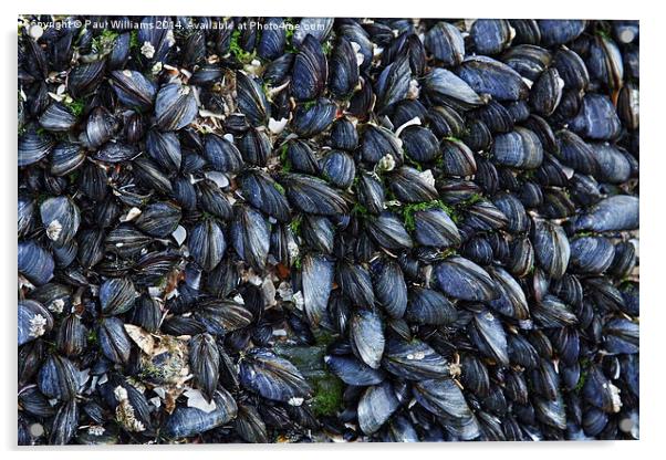 Mussels Acrylic by Paul Williams