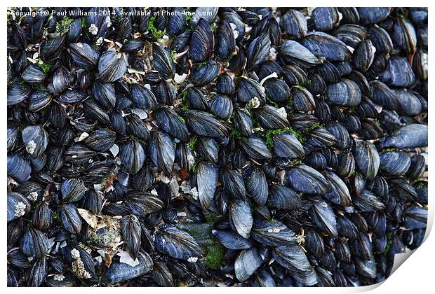 Mussels Print by Paul Williams