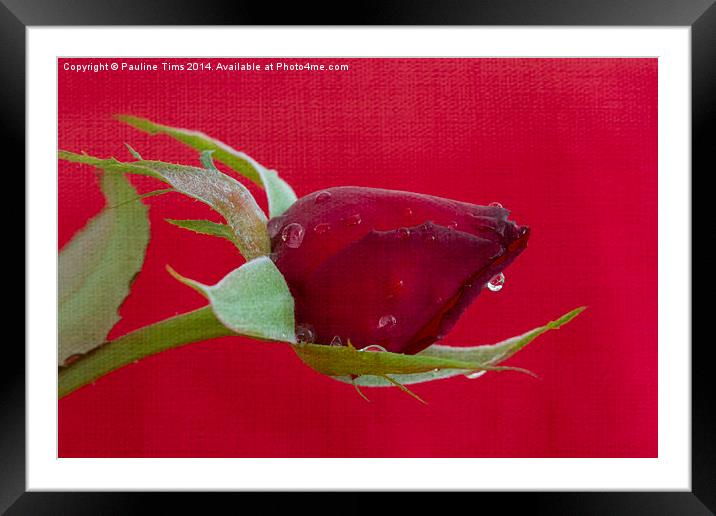 Red on Red 2 Framed Mounted Print by Pauline Tims