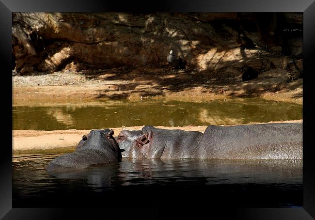 Hippo Love Framed Print by Graham Palmer