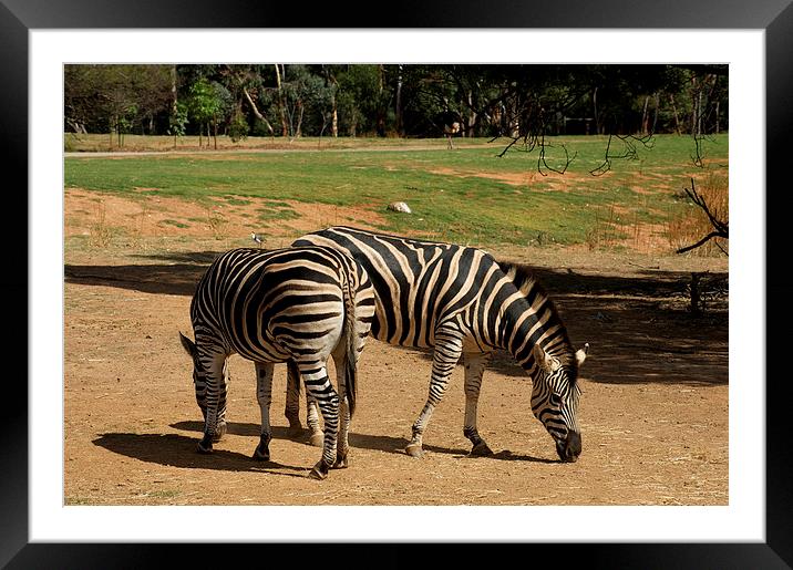 Back To Back Zebra Framed Mounted Print by Graham Palmer