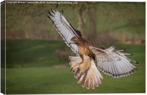 Majestic redhtailed hawk flying Canvas Print by Alan Tunnicliffe