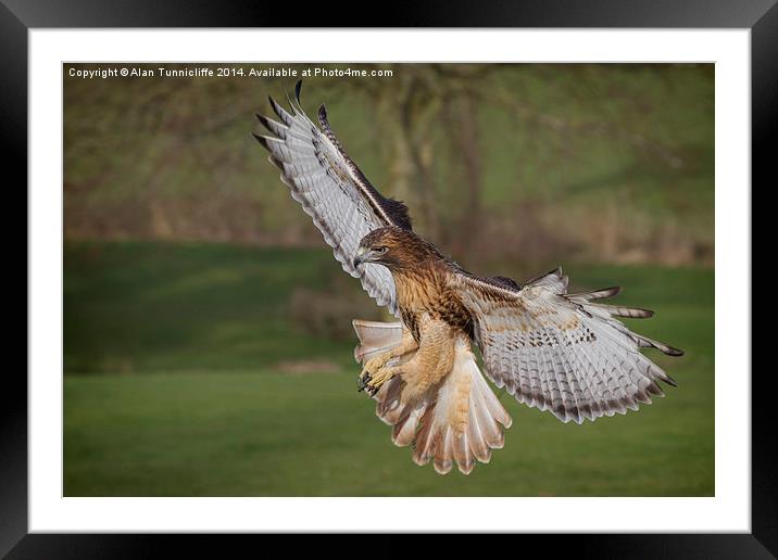 Majestic redhtailed hawk flying Framed Mounted Print by Alan Tunnicliffe