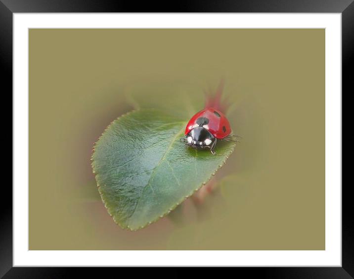 Soft landing Framed Mounted Print by michelle whitebrook