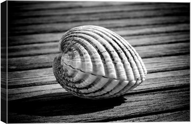 Sea shell on wood Canvas Print by David Hare