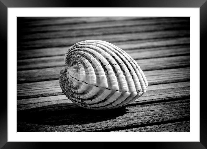 Sea shell on wood Framed Mounted Print by David Hare