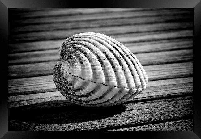 Sea shell on wood Framed Print by David Hare