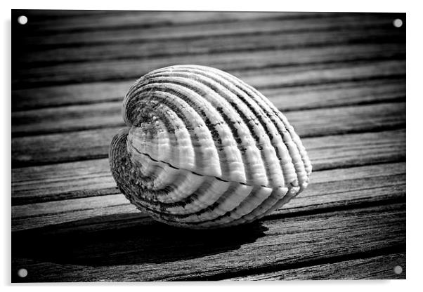 Sea shell on wood Acrylic by David Hare