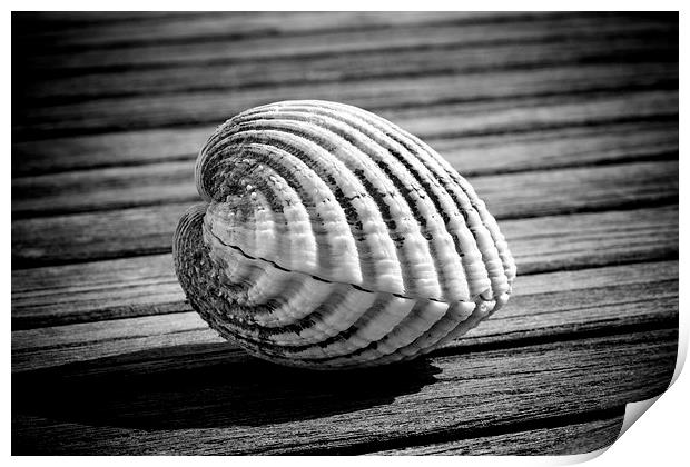 Sea shell on wood Print by David Hare