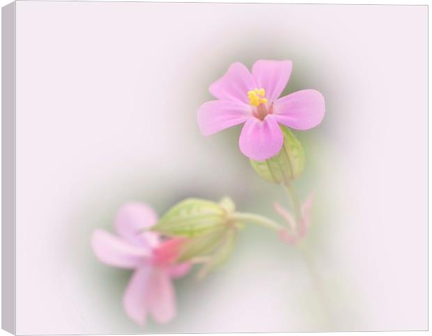 Softly softly 2 Canvas Print by michelle whitebrook