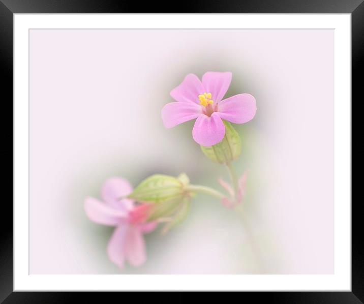 Softly softly 2 Framed Mounted Print by michelle whitebrook