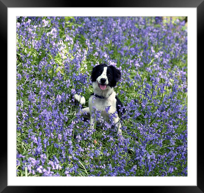 Collie in Bluebells Framed Mounted Print by John Keates