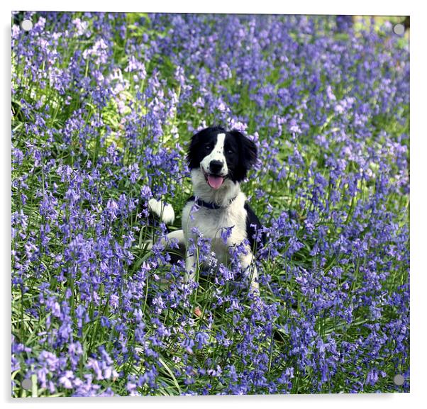 Collie in Bluebells Acrylic by John Keates