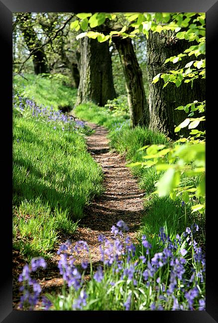 Spring Bluebell path Framed Print by John Keates