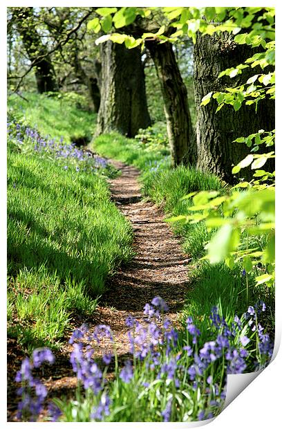 Spring Bluebell path Print by John Keates