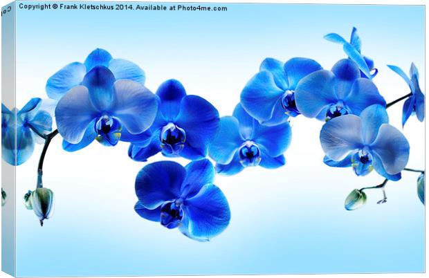 Blue Orchid Canvas Print by Frank Kletschkus
