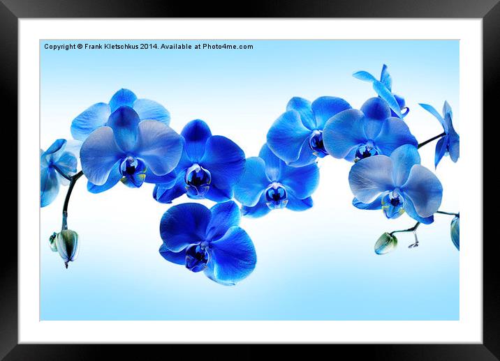 Blue Orchid Framed Mounted Print by Frank Kletschkus