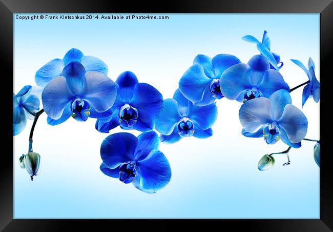 Blue Orchid Framed Print by Frank Kletschkus