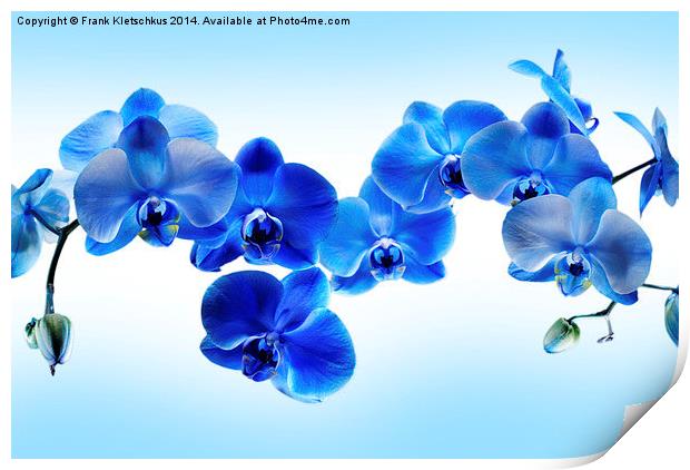 Blue Orchid Print by Frank Kletschkus
