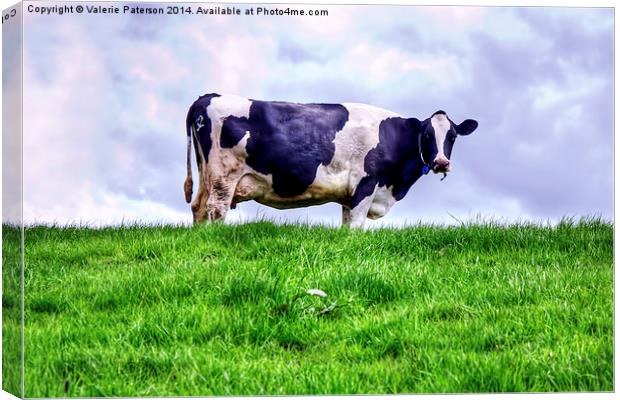 Holstein Cow Canvas Print by Valerie Paterson