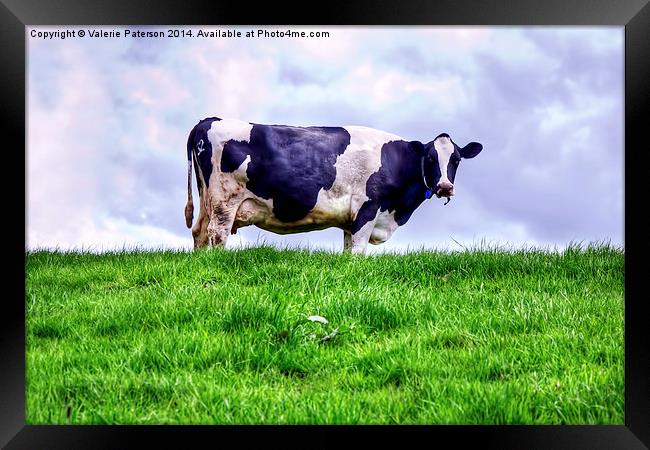 Holstein Cow Framed Print by Valerie Paterson