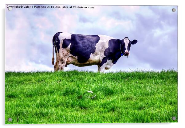 Holstein Cow Acrylic by Valerie Paterson