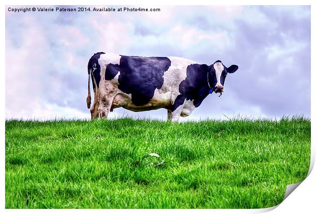 Holstein Cow Print by Valerie Paterson