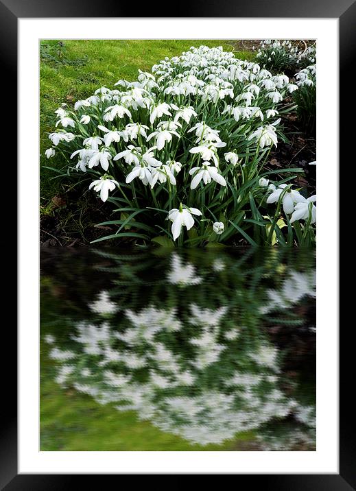 Snowdrops in reflection Framed Mounted Print by Robert Gipson