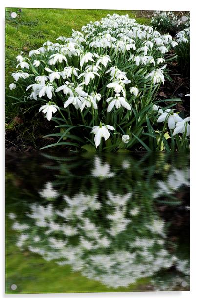 Snowdrops in reflection Acrylic by Robert Gipson