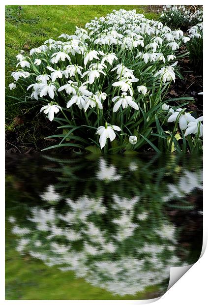 Snowdrops in reflection Print by Robert Gipson