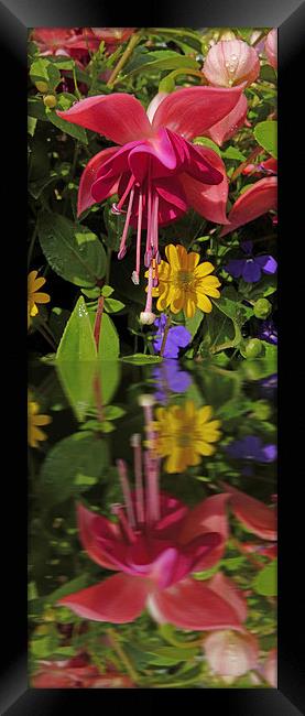 Fuchsia  flower in reflection Framed Print by Robert Gipson
