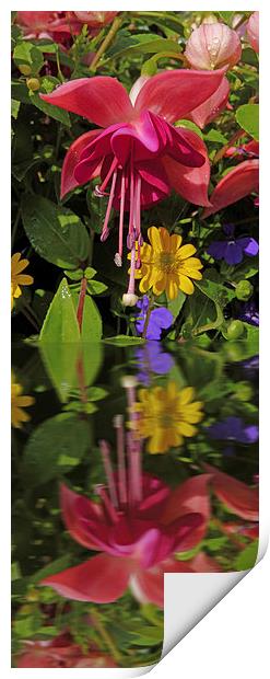 Fuchsia  flower in reflection Print by Robert Gipson