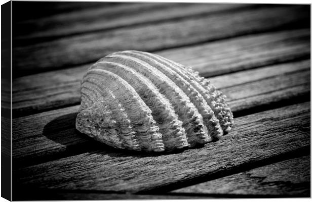 Half a sea shell on wood Canvas Print by David Hare