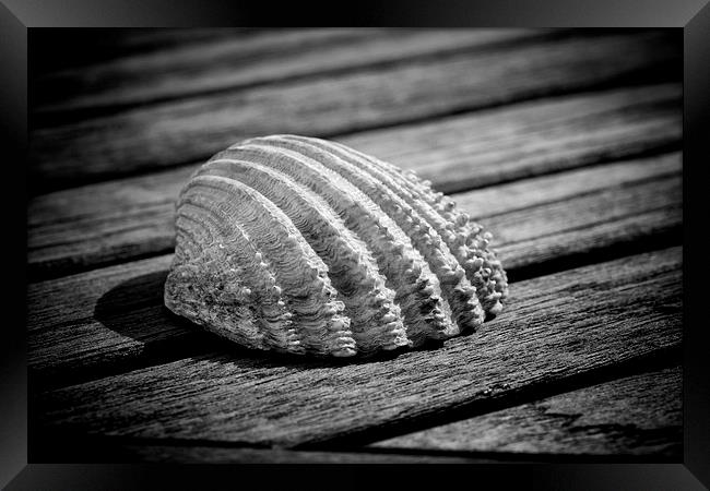 Half a sea shell on wood Framed Print by David Hare