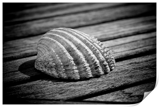Half a sea shell on wood Print by David Hare