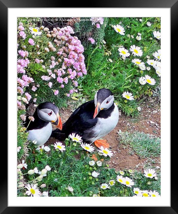 Puffins in Flowers Framed Mounted Print by Lynn Bolt