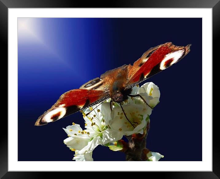 Butterfly Beauty Framed Mounted Print by michelle whitebrook