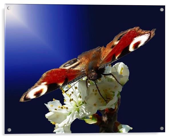 Butterfly Beauty Acrylic by michelle whitebrook