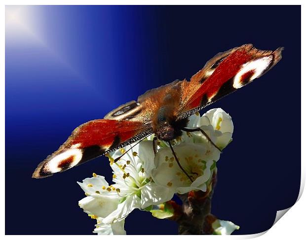 Butterfly Beauty Print by michelle whitebrook
