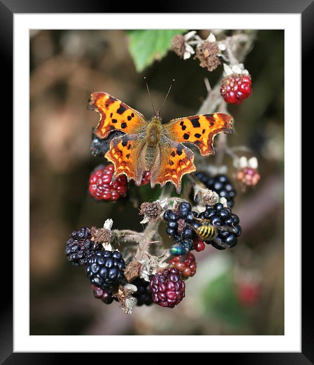 Comma (Polygonia c-album) butterfly Framed Mounted Print by John Keates