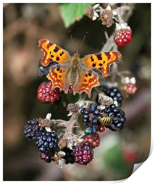 Comma (Polygonia c-album) butterfly Print by John Keates
