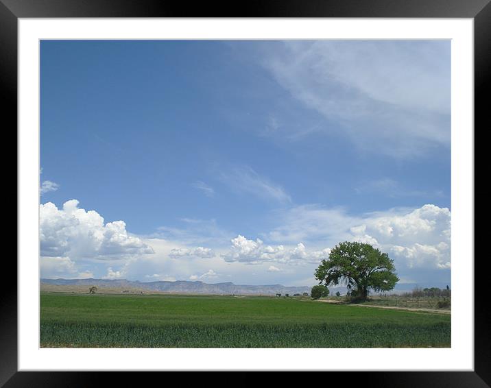 Green Tree, Blue Sky Framed Mounted Print by Patti Barrett