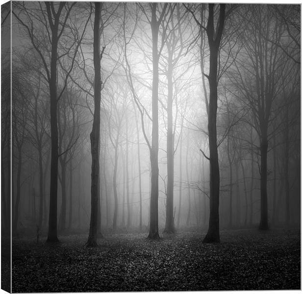 Woodland In The Fog Canvas Print by Ian Barber