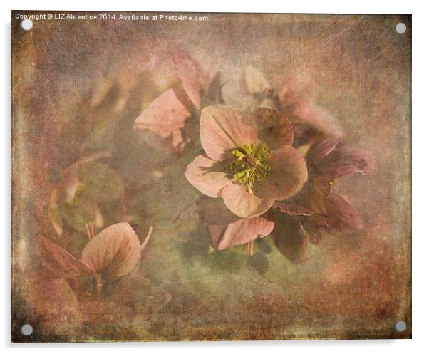 Hellebores Acrylic by LIZ Alderdice