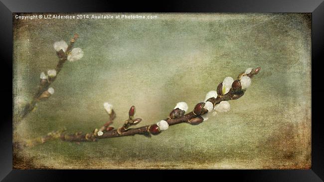 The Willow Branch Framed Print by LIZ Alderdice