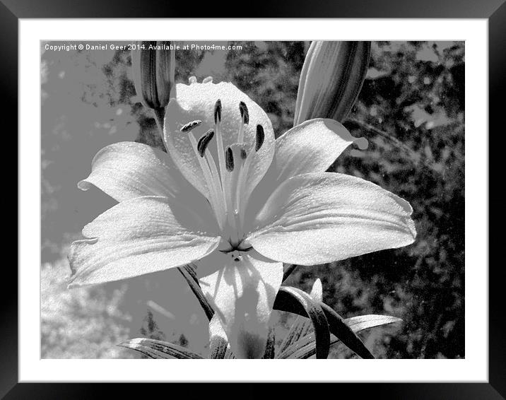 Chalked Lily Framed Mounted Print by Daniel Geer