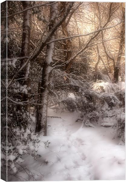 Footsteps in the Snow Canvas Print by Ann Garrett