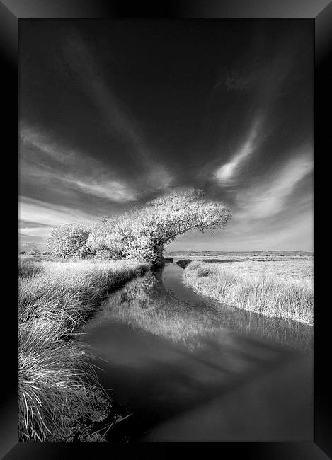 Windswept Framed Print by Nick Pound