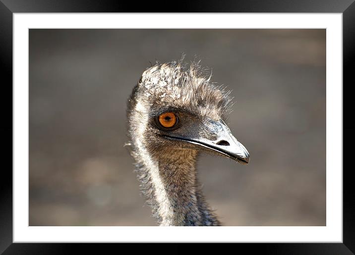 Emu Smile Framed Mounted Print by Graham Palmer