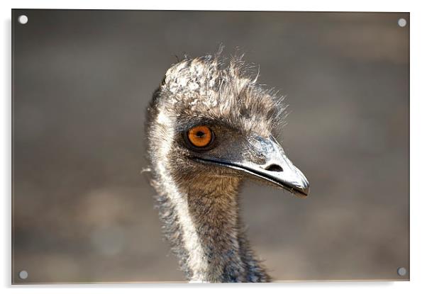 Emu Smile Acrylic by Graham Palmer
